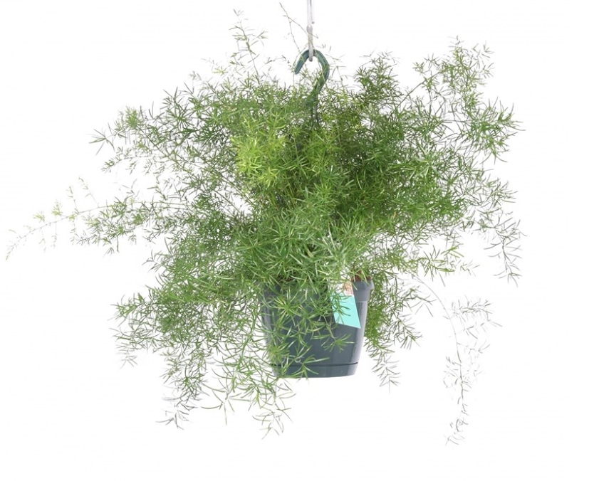 Sprengeri aspar Аспарагус Шпренгера Asparagus sprengerii